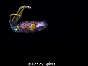 Reef Squid (Sepioteuthis sepioidea) dancing at night in S... by Henley Spiers 